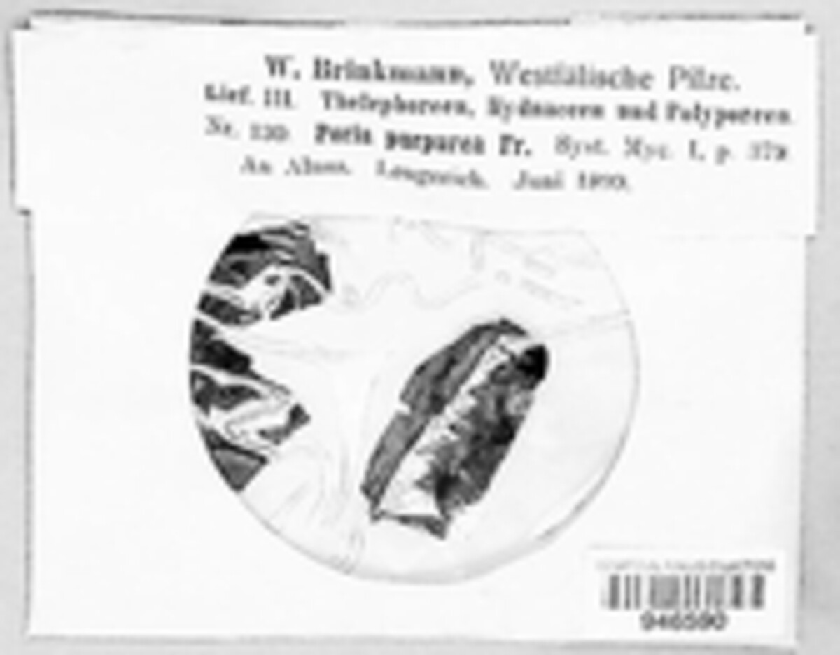 Poria purpurea image